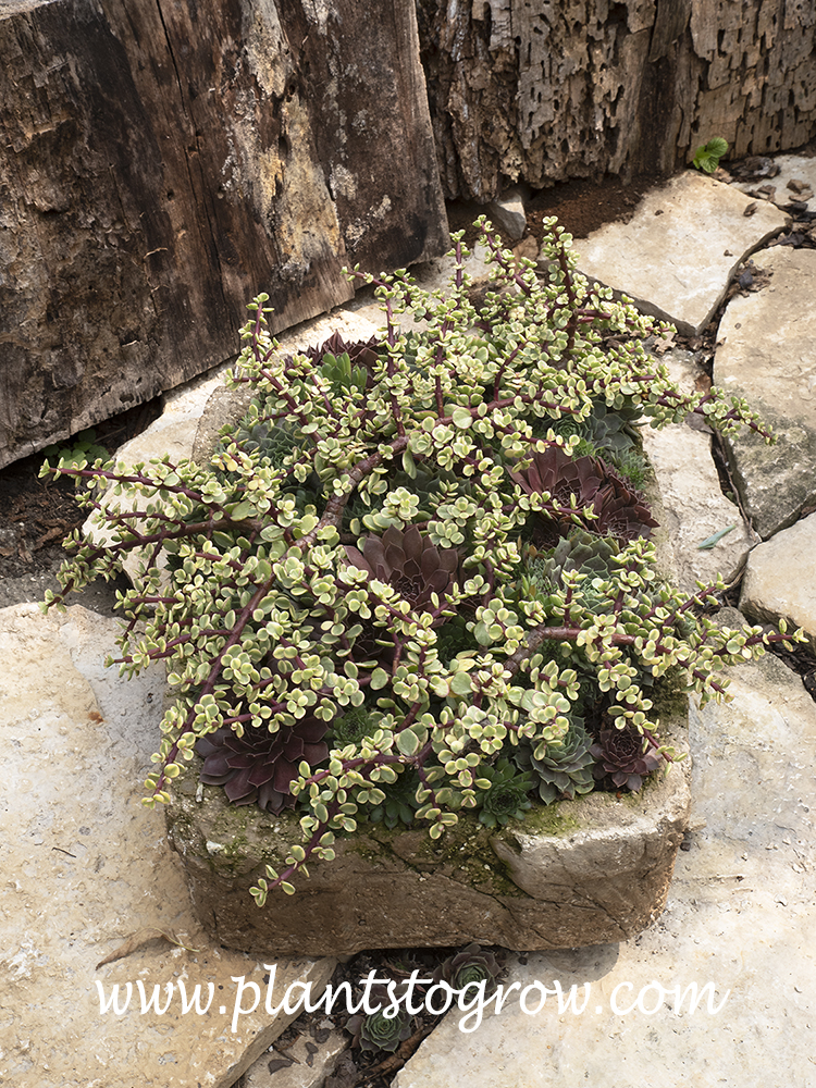 Variegated Elephant Bush (Portulacaria afra variegata) 
Growing in a Hypertufa container